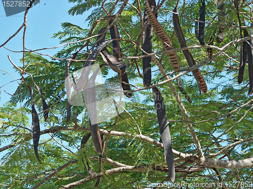 Image of Delonix regia