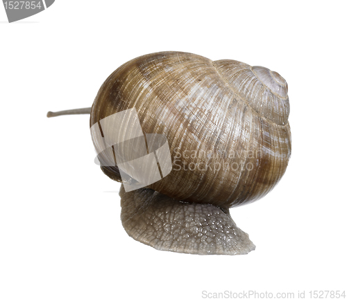 Image of backside of a grapevine snail