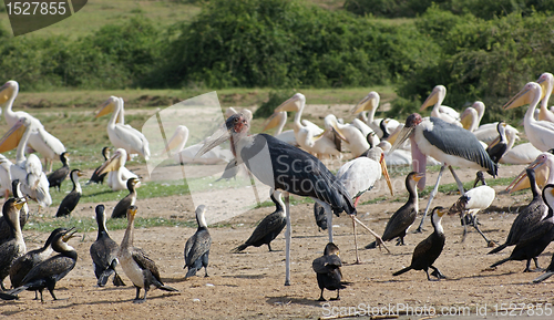 Image of birds at the Queen Elizabeth National Park in Uganda