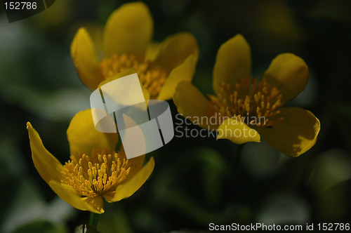 Image of Flowers
