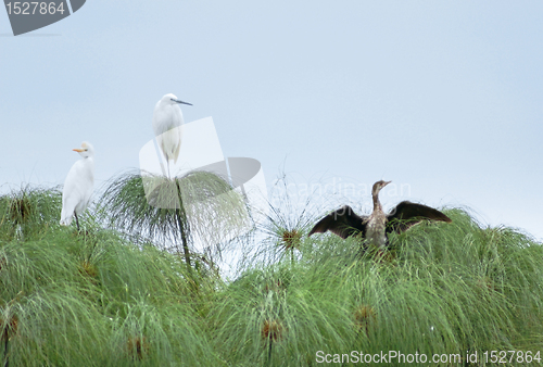 Image of three birds on papyrus plants