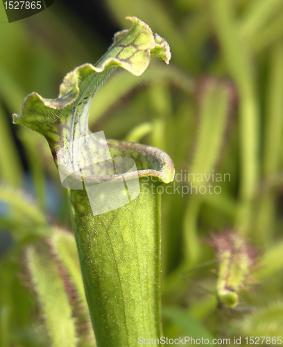 Image of carnivorous plants