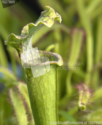 Image of carnivorous plants