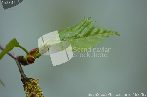 Image of Birch leaves