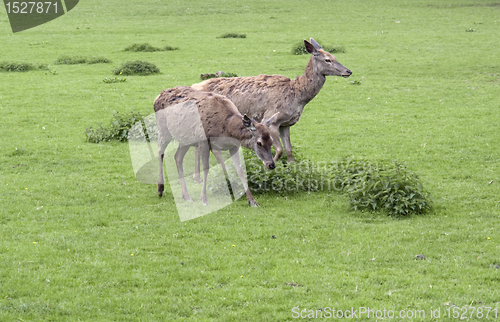 Image of two Red Deers in green grassy ambiance