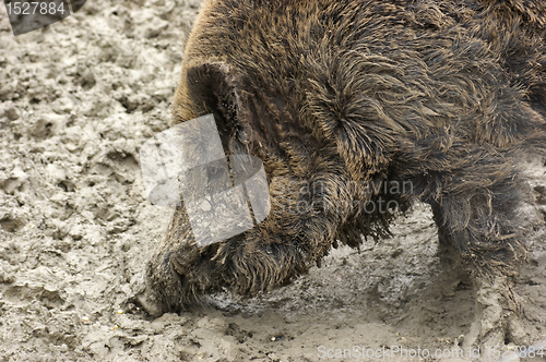 Image of Wild boar detail