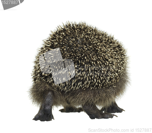Image of hedgehog walking away