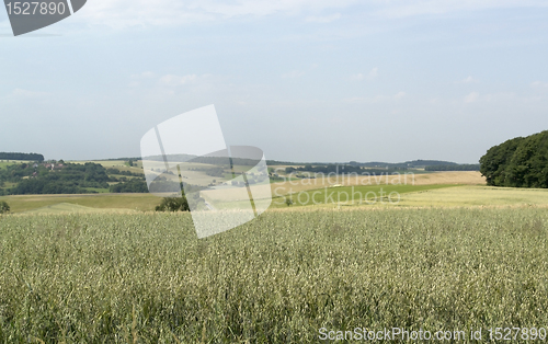 Image of agricultural panoramic scenery with  grain field