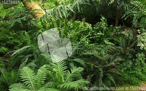 Image of dense jungle vegetation scenery