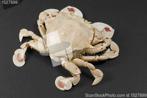 Image of moon crab isolated on black