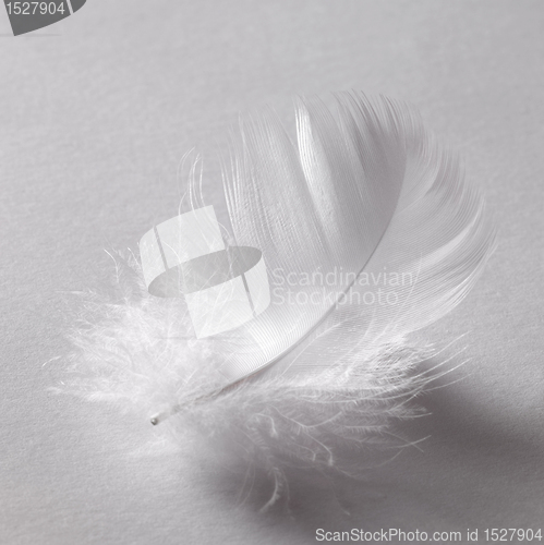 Image of white down feather