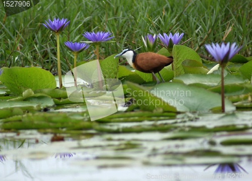 Image of African Jacana and blue flowers