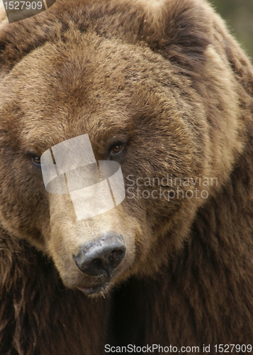 Image of grimly Brown Bear