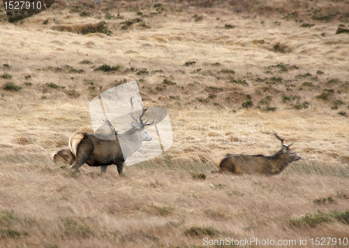 Image of Deers in Scotland