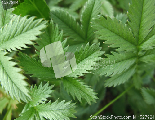 Image of jagged green leaves