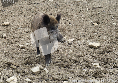 Image of wild boar on earthy ground