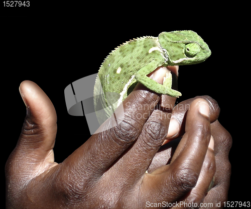 Image of holding a green Chameleon