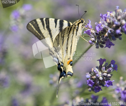 Image of Scarce Swallowtail