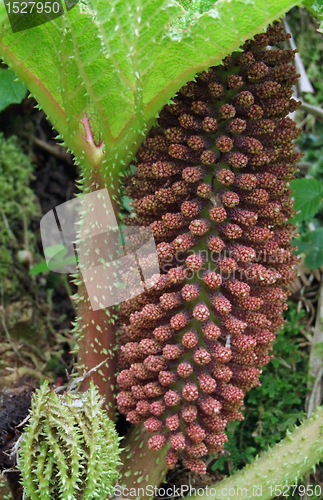 Image of vegetation detail