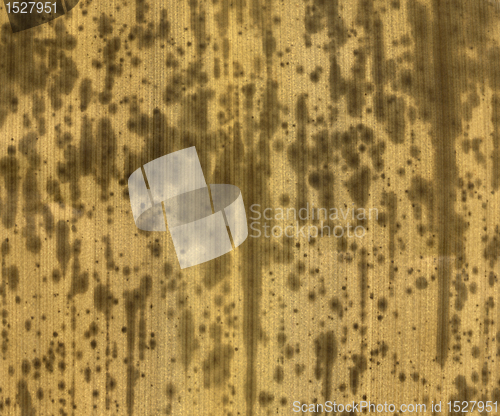 Image of light brown rotten leaf detail