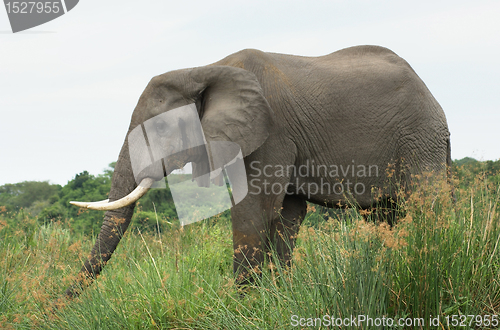 Image of Elephant in Africa sideways