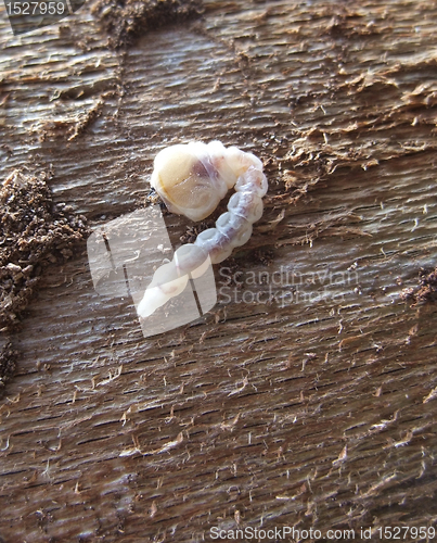 Image of grub on wood