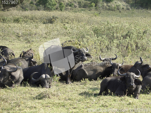 Image of some Cape Buffalos in sunny ambiance