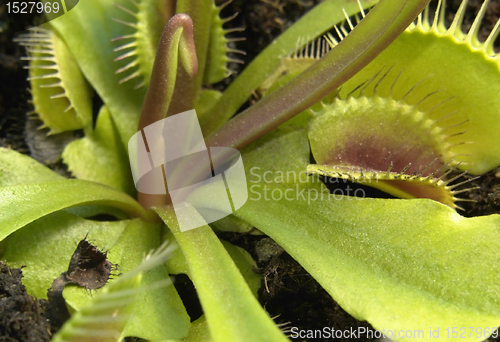 Image of carnivorous plant detail