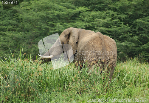 Image of Elephant in high vegetation