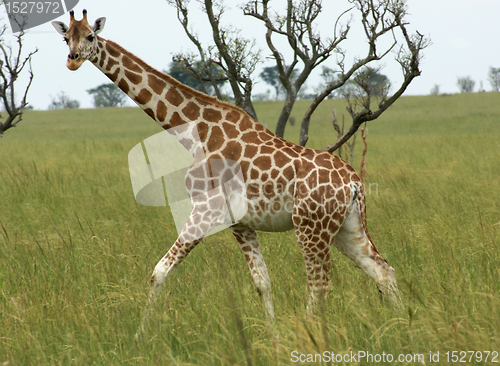 Image of Giraffe walking through african savannah