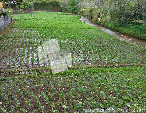 Image of vegetables plantation