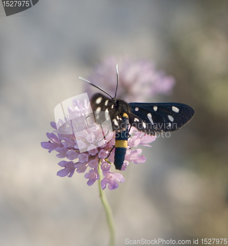 Image of Nine-spotted moth