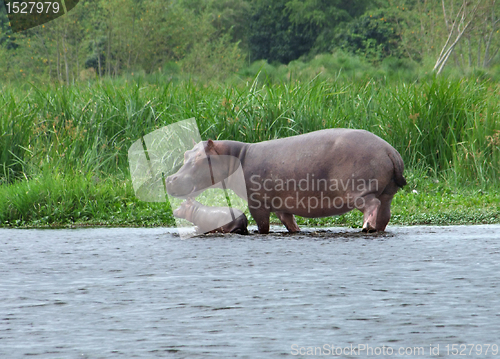 Image of Hippo calf and cow in Africa