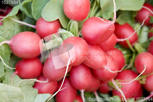 Image of full frame radish background