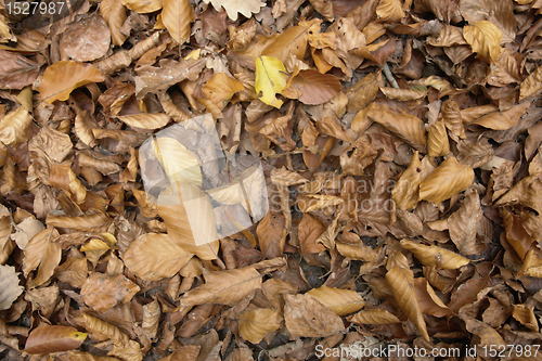 Image of sere autumn leaves