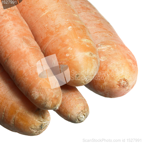 Image of carrots in white back