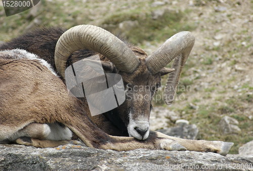 Image of mouflon resting on rock formation