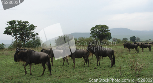 Image of Blue Wildebeests in african vegetation