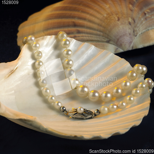 Image of seashell and pearl necklace