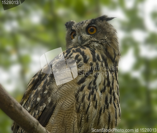 Image of eagle owl