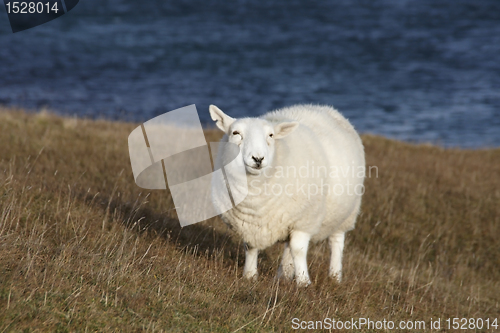 Image of white sheep at the coast