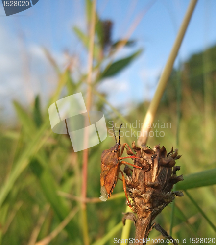 Image of Pentatomidae at summer time