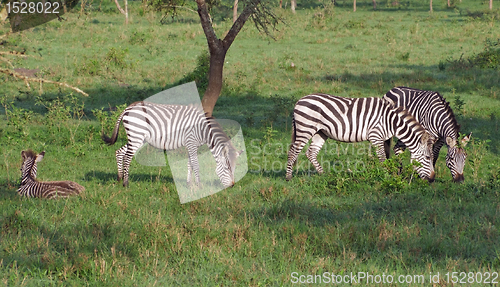 Image of Zebras in Uganda