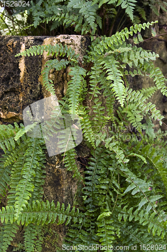 Image of fern plants