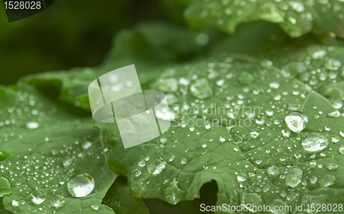 Image of wet green leaf detail