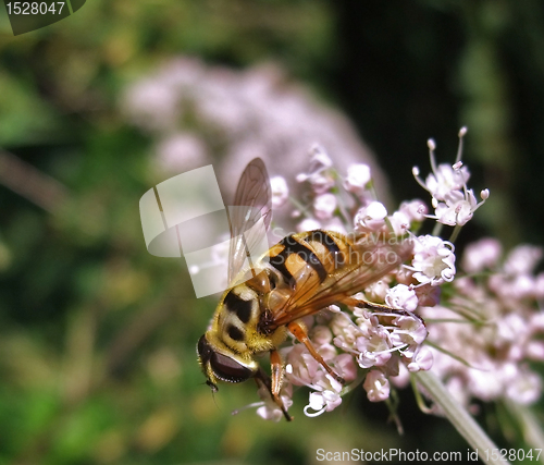Image of hover fly on pastel flower