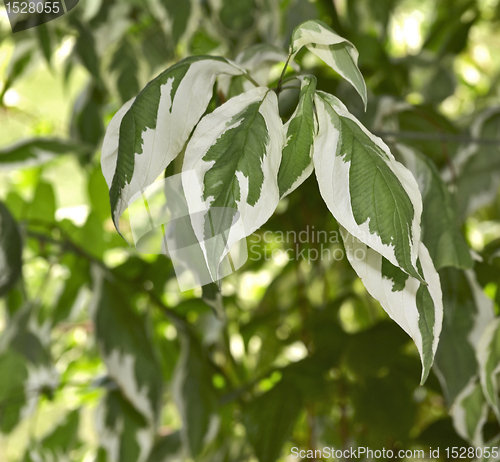 Image of bicolor leaf background