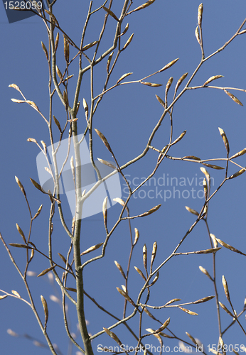 Image of buds and twigs