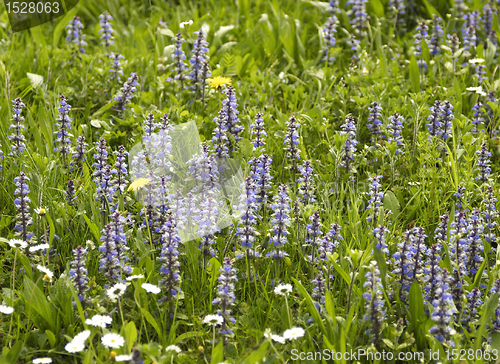 Image of sunny meadow detail