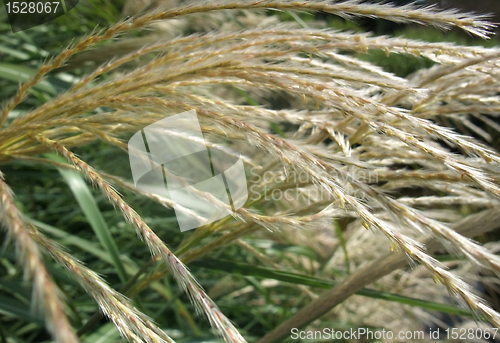 Image of decorative grass detail